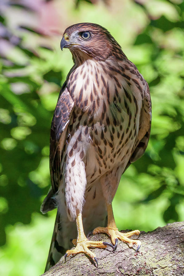 Coopers Hawk #1 Photograph by James Marvin Phelps