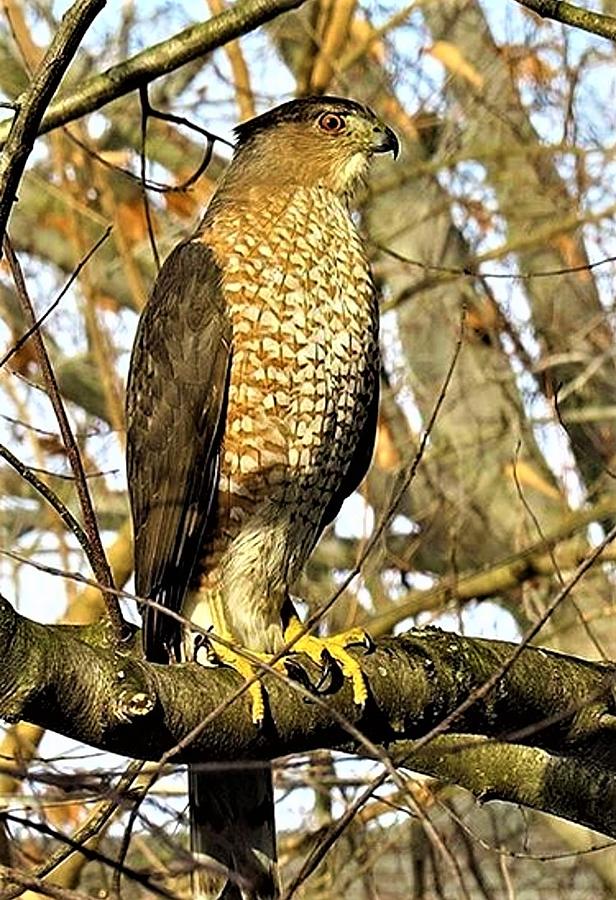 Coopers Hawk Searching for His Next Meal Photograph by Linda Stern