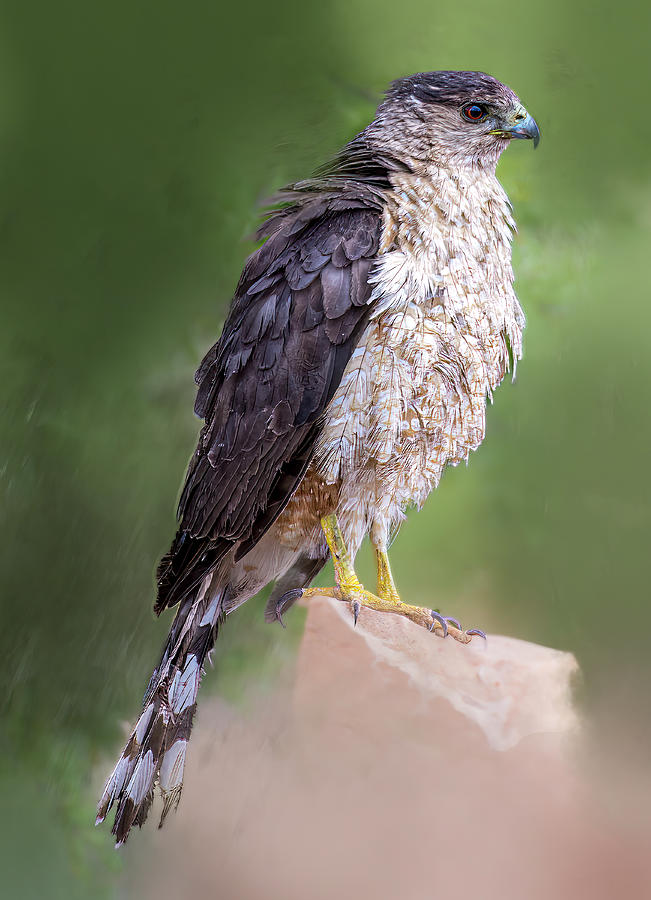 Coopers Hawk #1 Photograph by Lou Novick