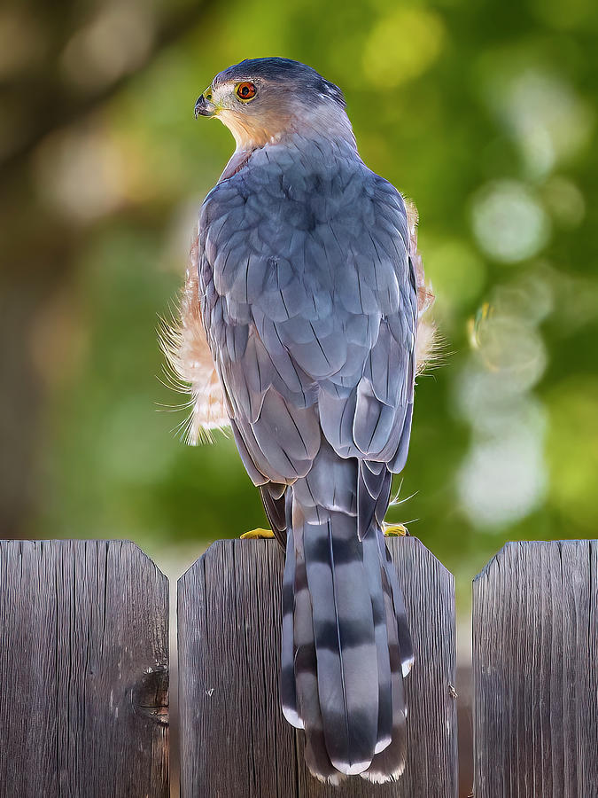 Coopers Hawk #1 Photograph by Mark Mille