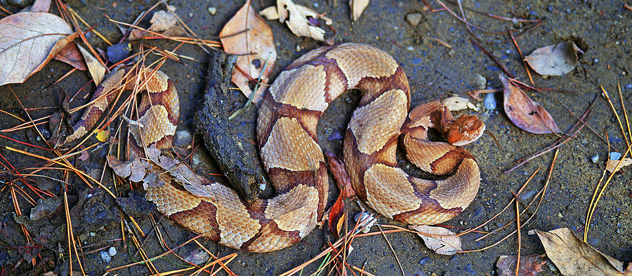 Copperhead Snake #1 Photograph by Buddy Mays