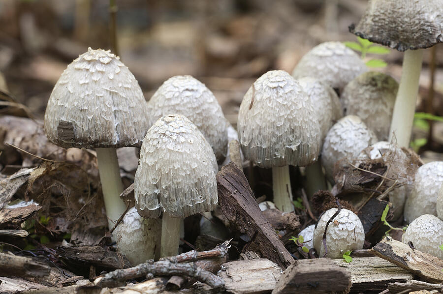 Coprinus comatus mushrooms #1 Photograph by Alexander62