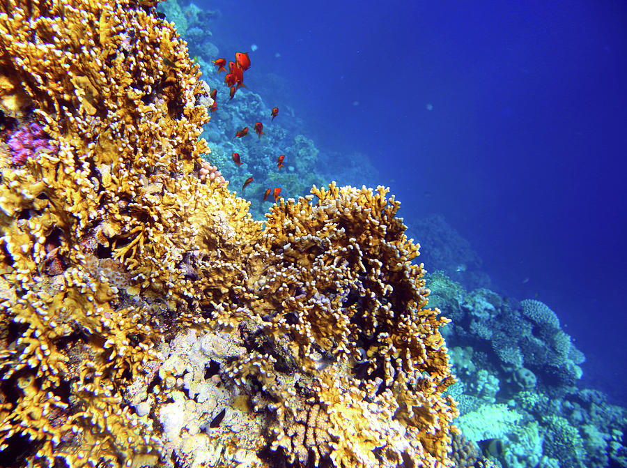 Coral and fish in the Red Sea #1 Photograph by Mikhail Kokhanchikov