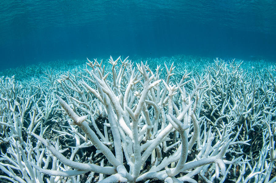 Coral Bleaching on the Great Barrier Reef #1 Photograph by Brett Monroe Garner