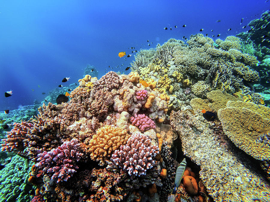 Coral on reef in red sea, Marsa Alam, Egypt Photograph by Artush Foto ...