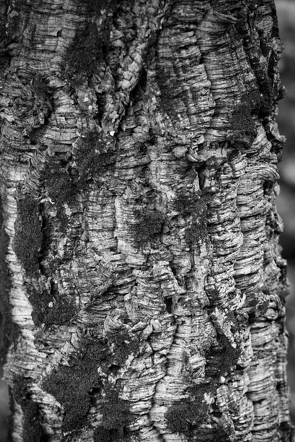 Cork tree bark in black and white Photograph by Nature Studio Thirty ...