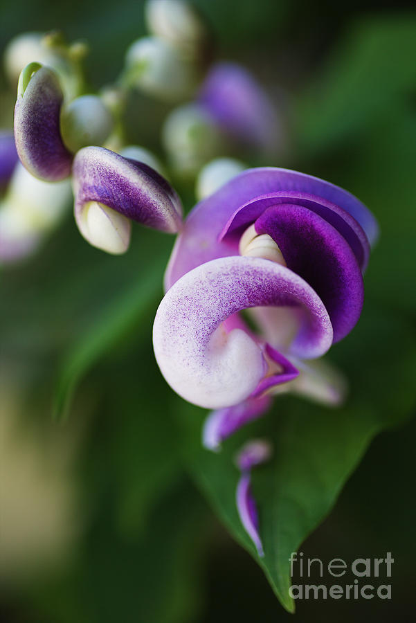 Nature Photograph - Corkscrew Vine Flower  #2 by Joy Watson