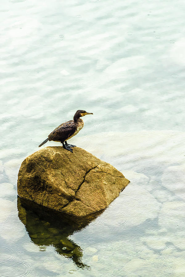 Cormorant 20190414-16 #1 Photograph by TomiRovira