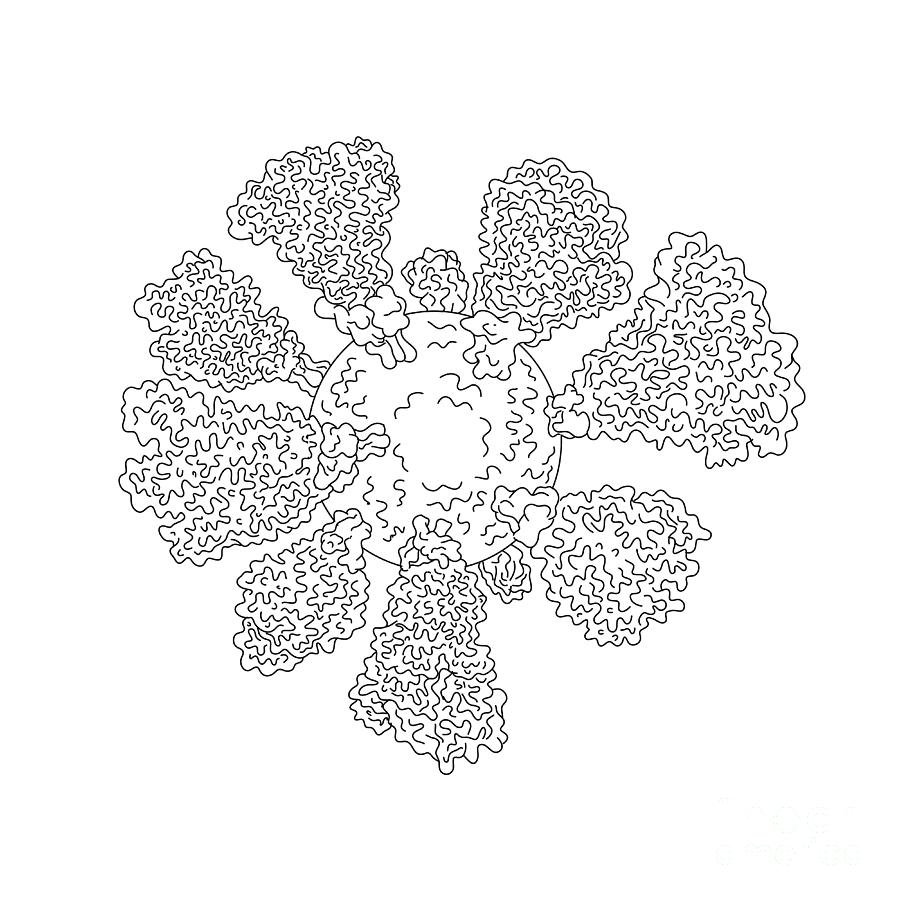 Coronavirus Cell Miscroscopic Line Drawing Digital Art by Aloysius