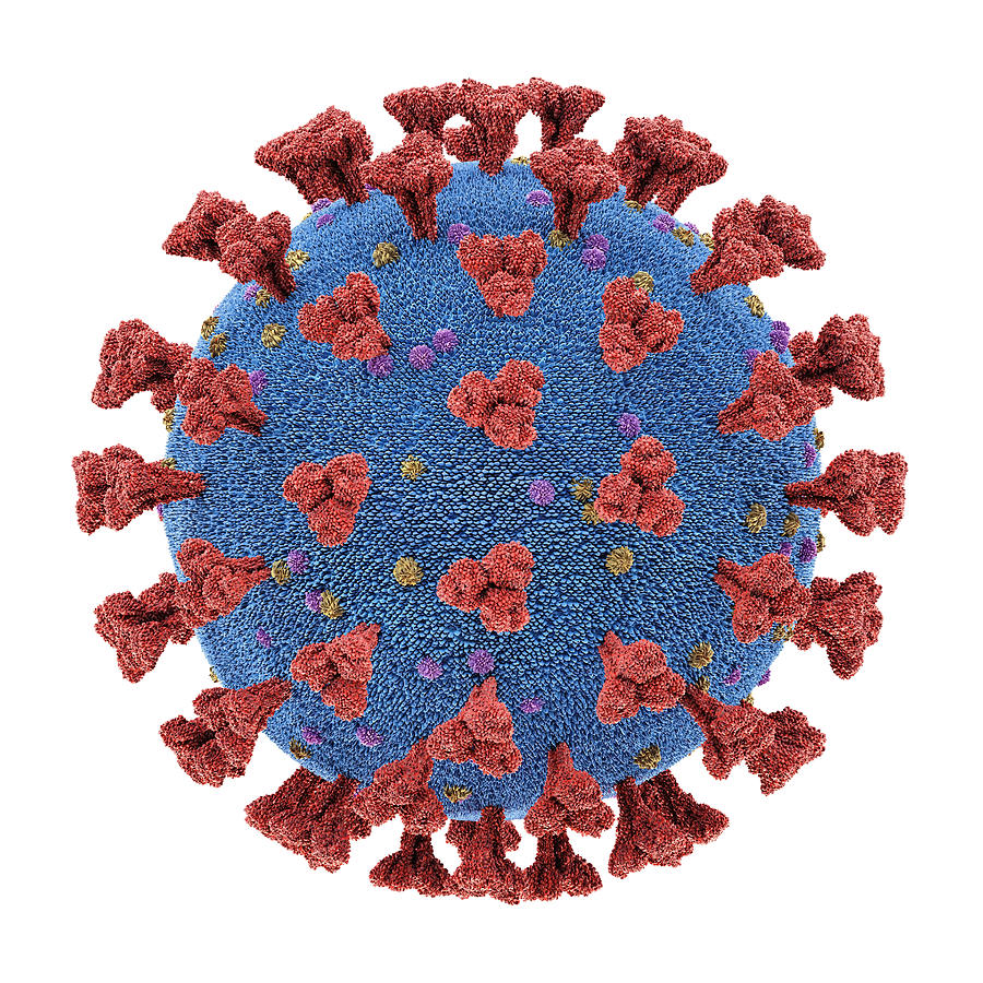 Coronavirus particle, illustration #1 Drawing by Ktsdesign/science Photo Library