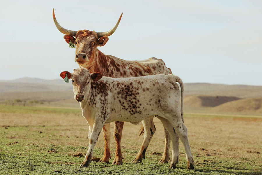 Corriente Pair Photograph by Riley Bradford - Fine Art America