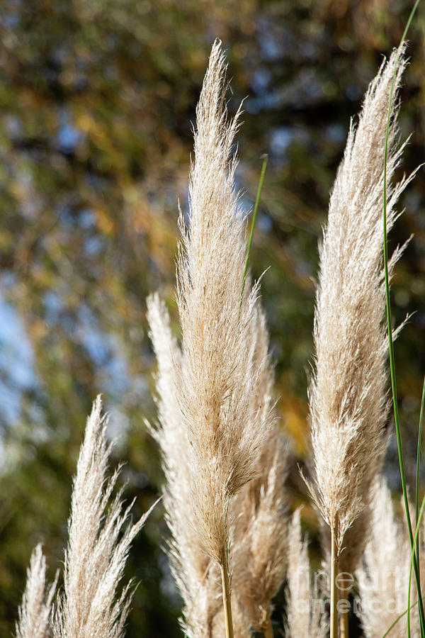 Cortaderia selloana, commonly known as pampas grass, on display ...