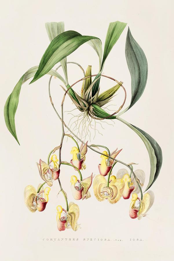 Coryanthes Speciosa #1 Painting by James Bateman English - Fine Art America