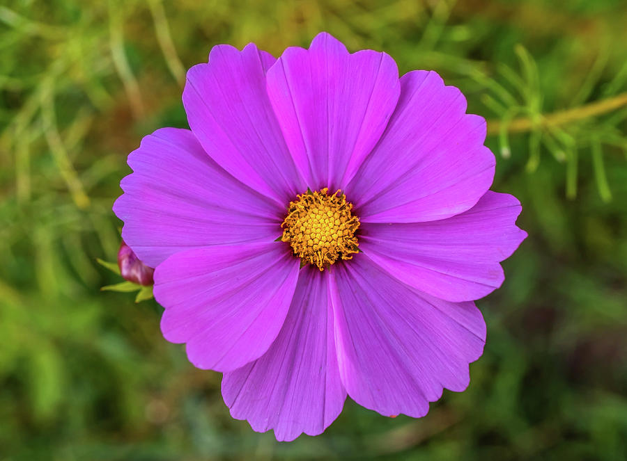 Cosmos Flower #1 Photograph by Lilia S