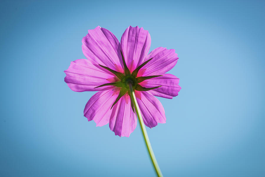Cosmos Flowers Coreopsideae X164 Photograph by Rich Franco