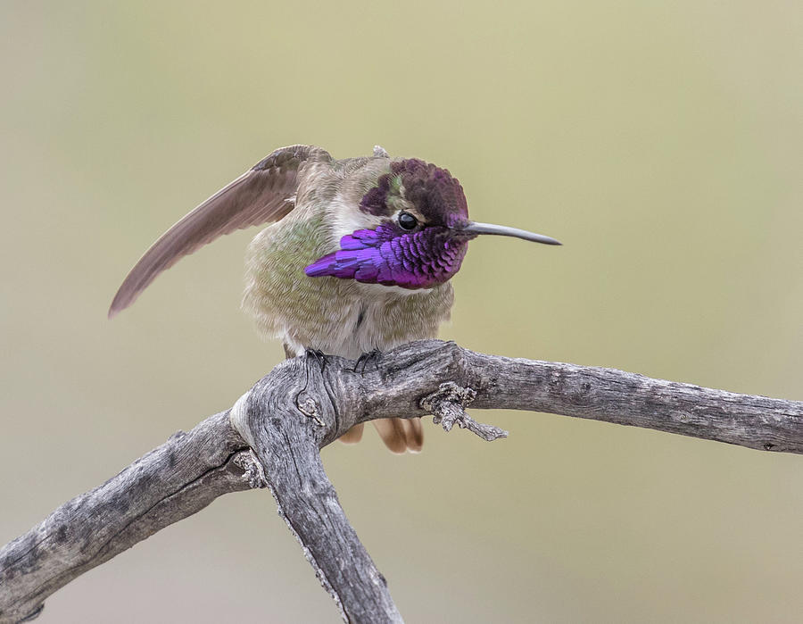 Costas Hummingbird Photograph