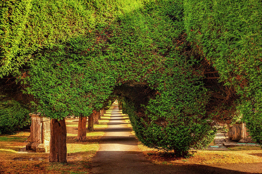 Cotswolds Yew Trees #1 Photograph by Andrew Soundarajan