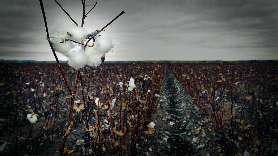 Cotton Balls #1 Photograph by Bill Chizek