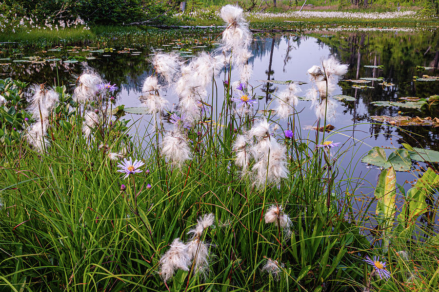 Cotton Grass #1 Photograph by Claude Dalley
