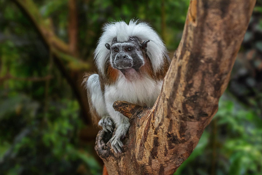Cotton-Top Tamarin #1 Photograph by Arterra Picture Library