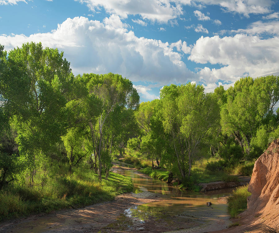 Nature Photograph - Cottonwoods along the San Pedro River, Arizona, USA #1 by Tim Fitzharris