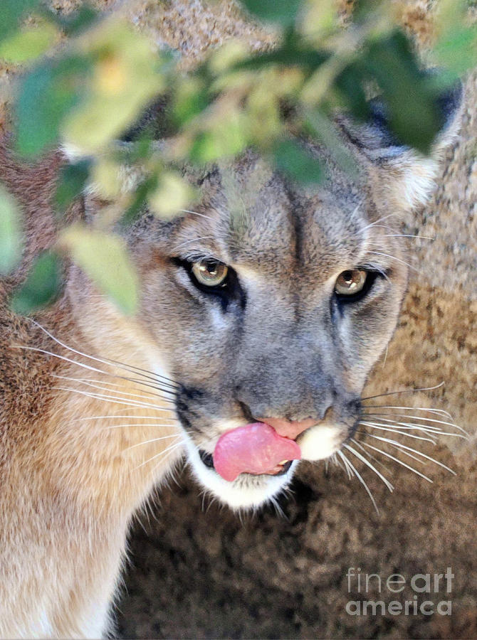 Cougar #1 Photograph by Savannah Gibbs