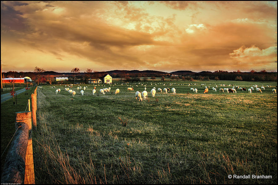 Counting My Sheep #1 Photograph by Randall Branham