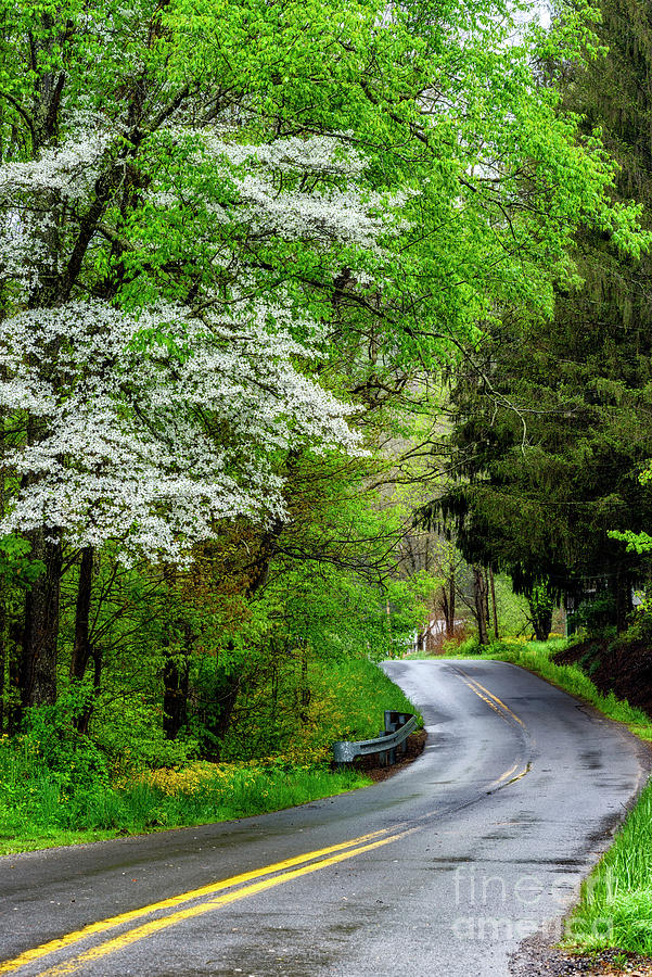 Country Road In Spring Rain Photograph