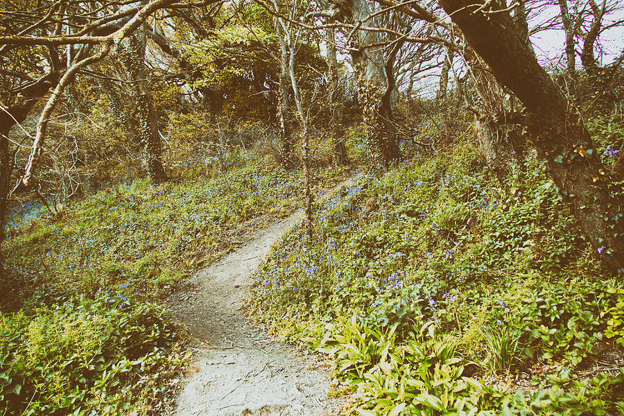 Countryside walk with path winding through trees #1 Photograph by Christopherhall