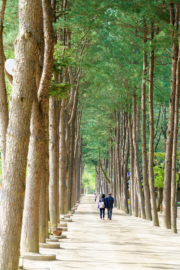 Couple hand in hand are walking along tree lines #1 Photograph by Ak_phuong