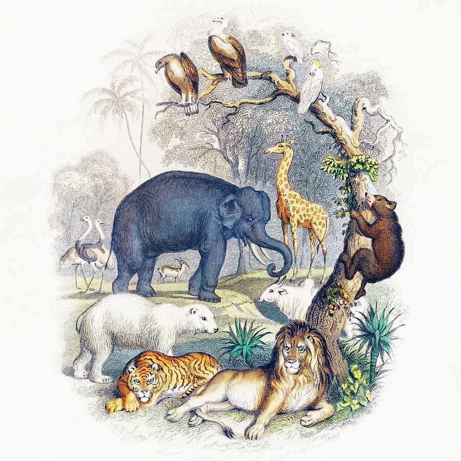 Cover Of A History Of The Earth And Animated Nature By Oliver Goldsmith Drawing