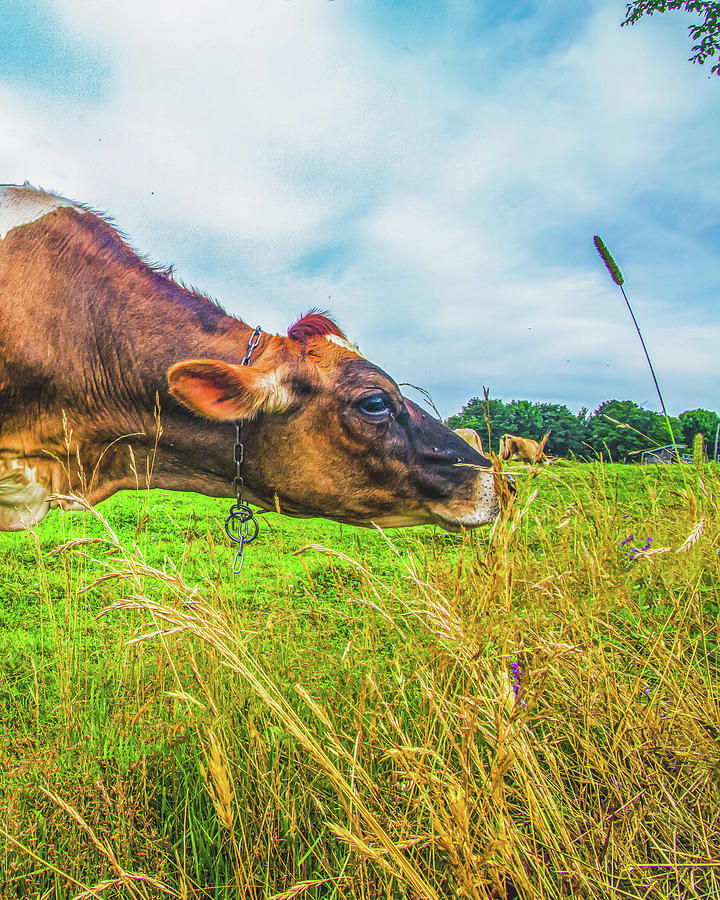 Cow Eating Grass #1 Photograph by Bob Orsillo
