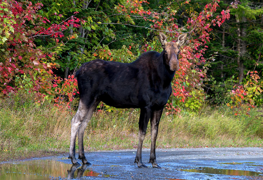 Cow Moose #1 Photograph by Robert Libby