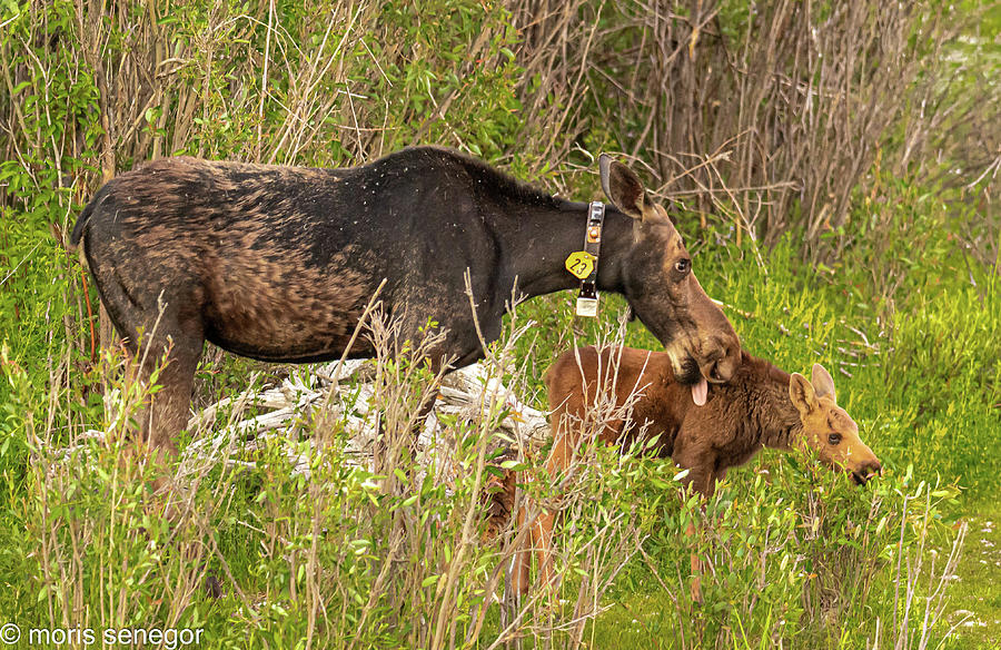 Cow Moose with Calf, Wilson, WY #1 Photograph by Moris Senegor