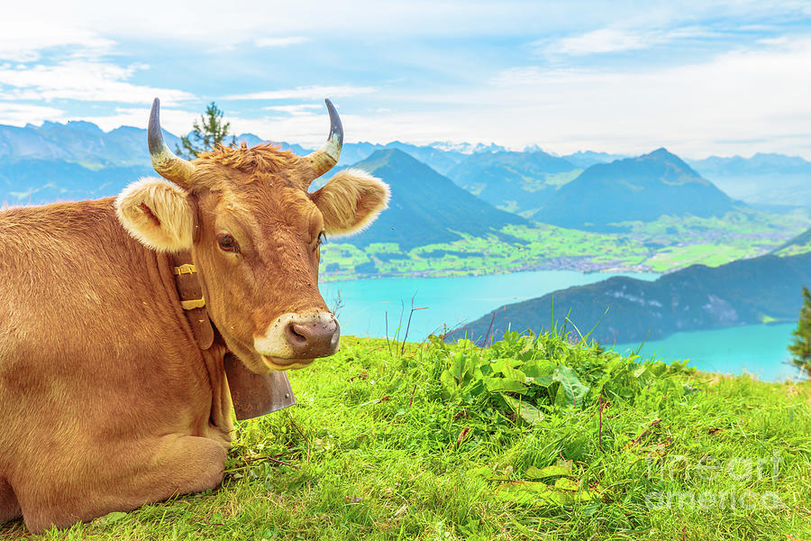 Cow Portrait with horns in Mount Rigi #1 Photograph by Benny Marty