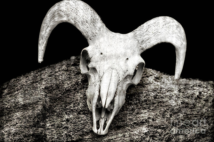 Cow Skull #1 Photograph by Frances Ann Hattier