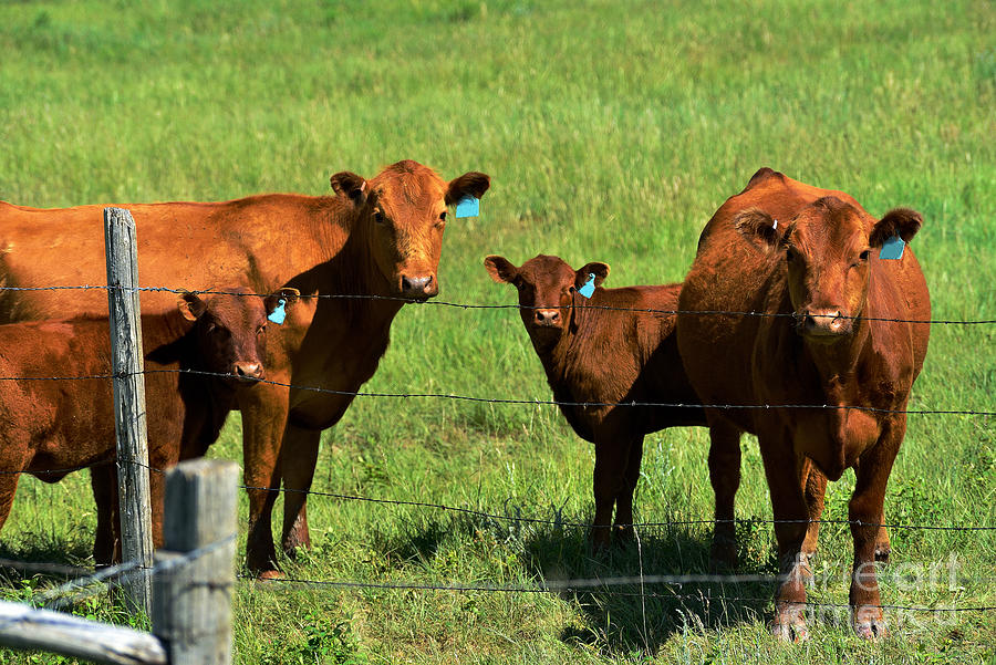 Cows and Calves #2 Photograph by Kae Cheatham