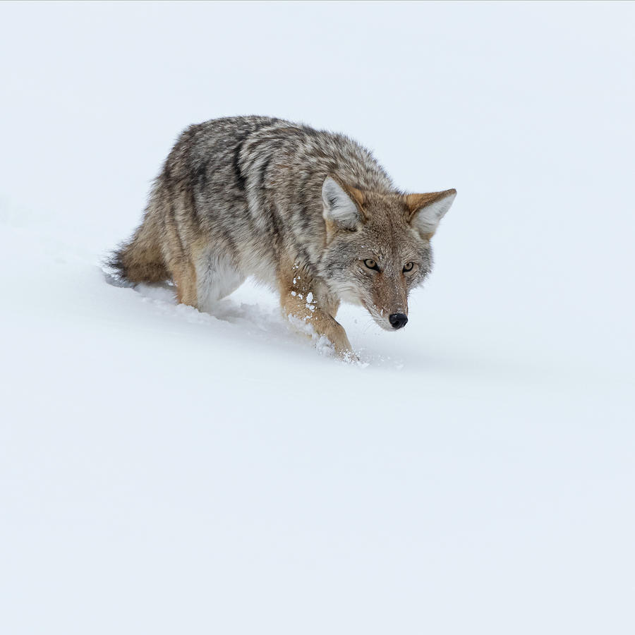 Coyote in Winter Yellowstone #1 Photograph by Brenda Jacobs