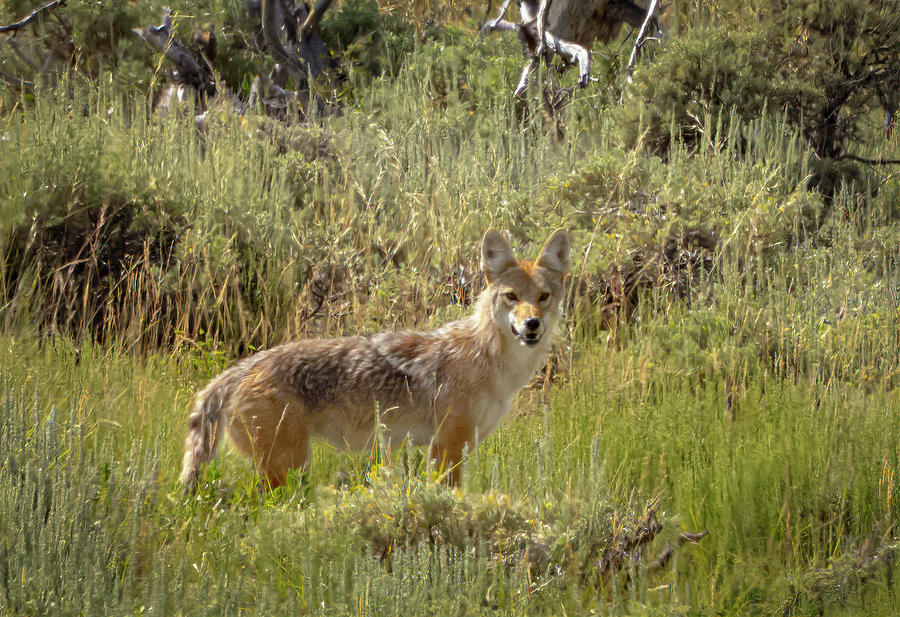 Coyote #1 Photograph by Laura Terriere