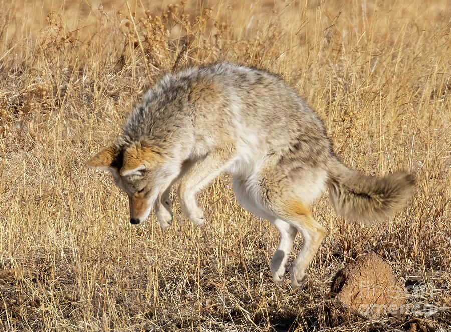 Coyote on the Hunt Photograph by Steven Krull - Fine Art America