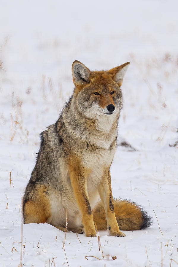Coyote #1 Photograph by Paul Freidlund