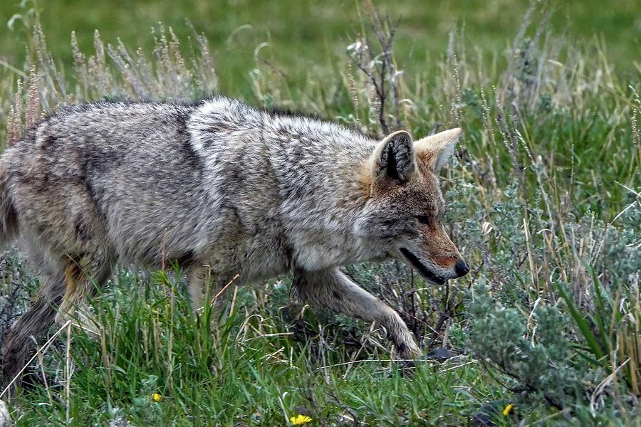 Coyote, Yellowstone National Park, WY, USA Photograph by Darren McGee ...