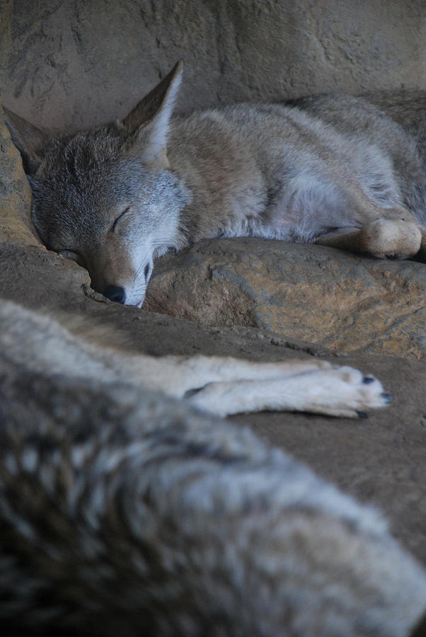 Coyotes  #1 Photograph by Kenny Glover