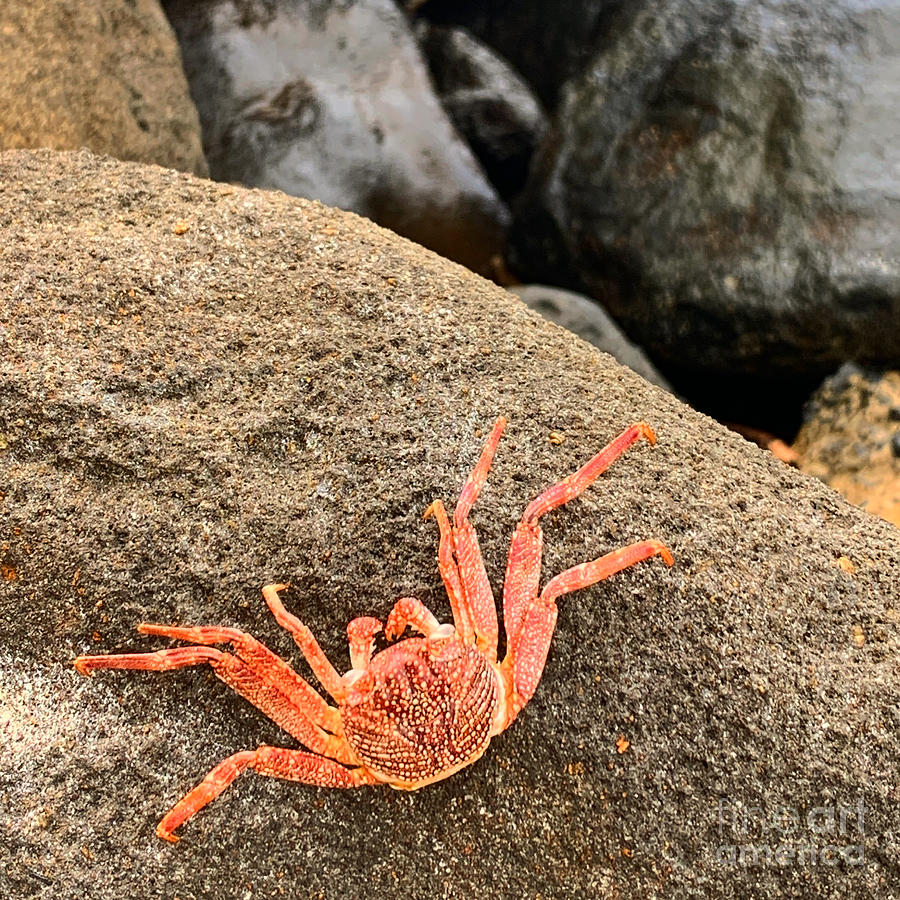 Crab Photograph - Crab  #1 by Dorota Nowak