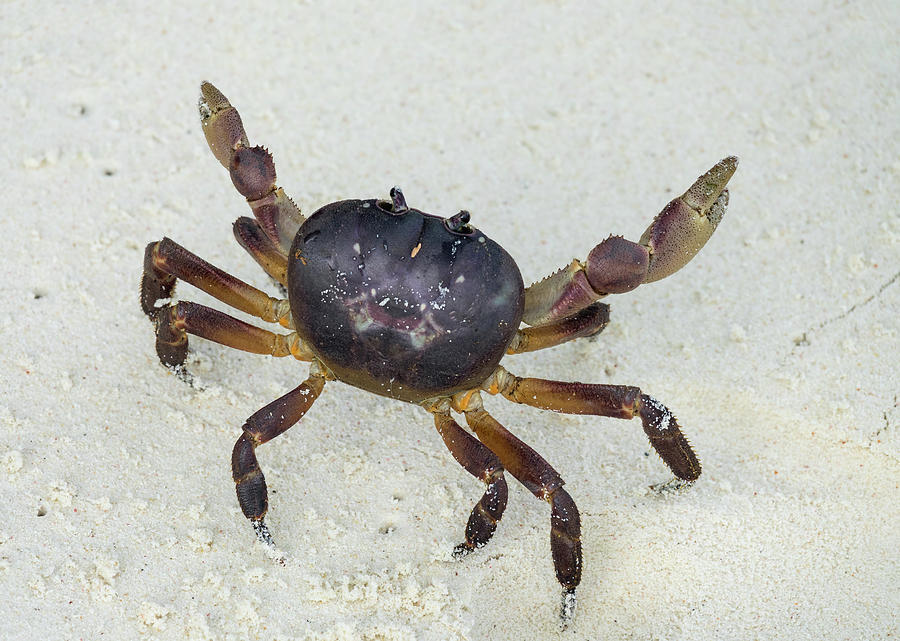 Crab with raised claws ready to attack Photograph by Mikhail ...