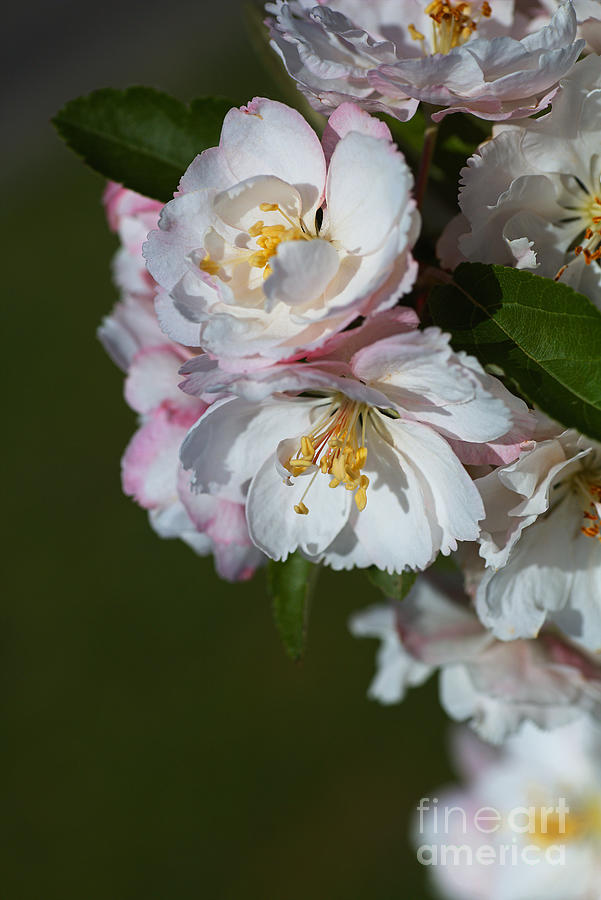 Spring Photograph - Crabapple Flowers In Spring #2 by Joy Watson