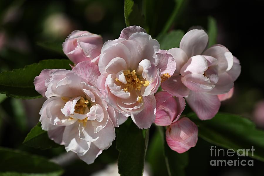 Nature Photograph - Crabapple Flowers #1 by Joy Watson