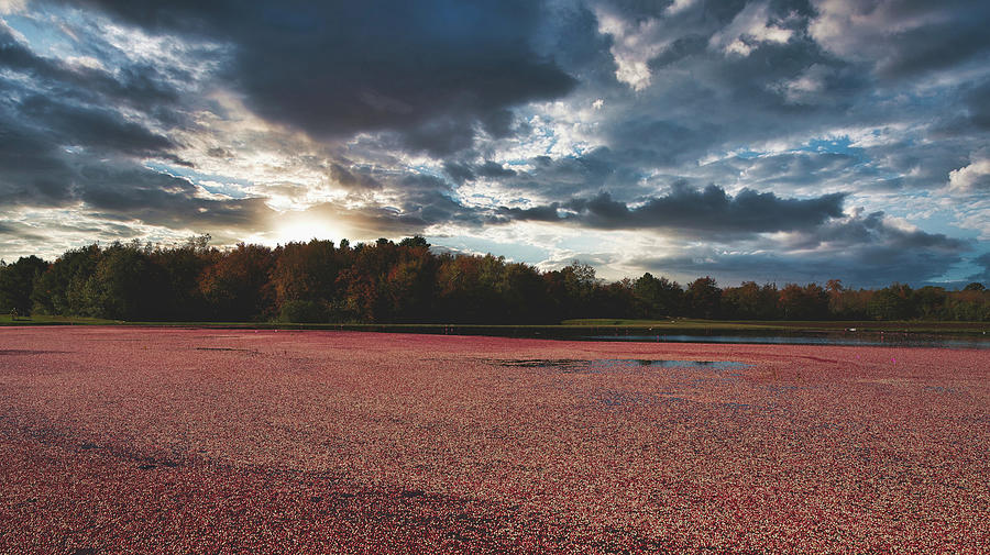 Sunset Photograph - Cranberry Bog at Sunset #1 by Mountain Dreams