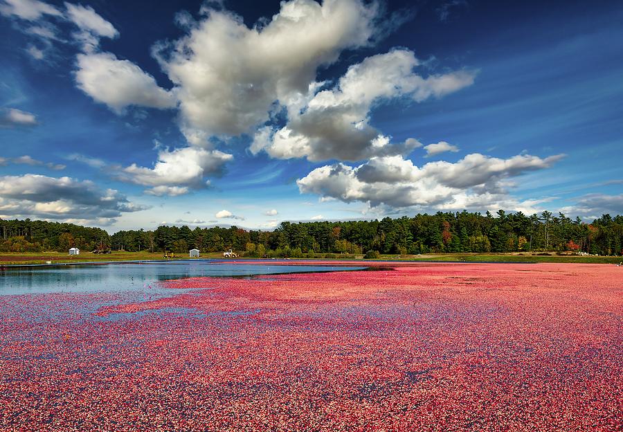 Tree Photograph - Cranberry Bog #1 by Mountain Dreams