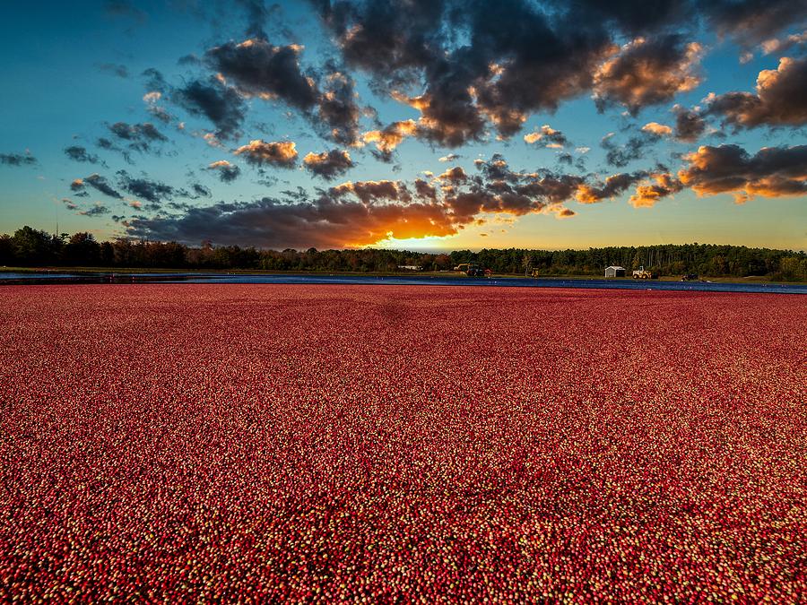 Tree Photograph - Cranberry Heaven #1 by Mountain Dreams